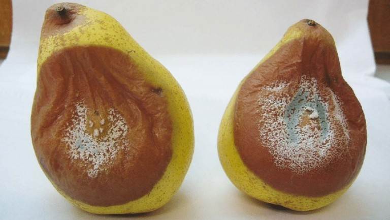 bea pera patulina.jpg